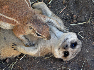 Illustration for article titled Meerkats - Better at Acting in Nature Shows than Photography